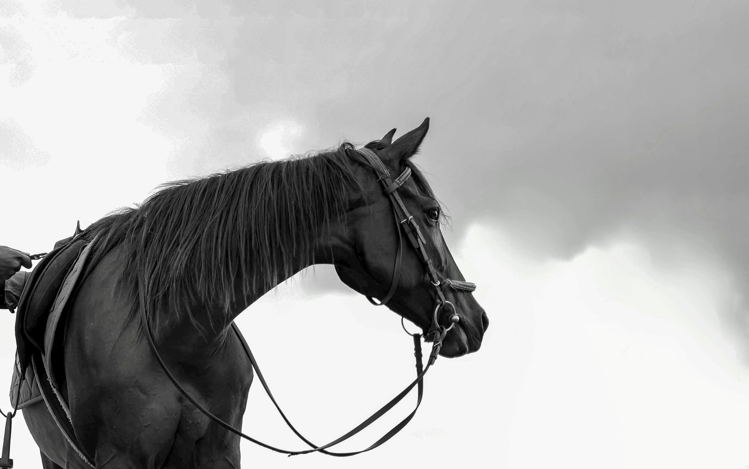 Nouveaux articles pour le cheval Horse Attitude
